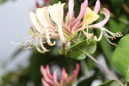 Various insects from Germany in high resolution and scanned with macroの写真素材