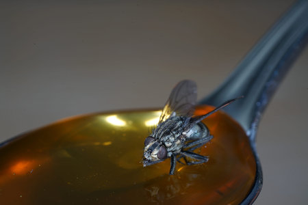 Housefly in Germany shot with macro lens in professional qualityの写真素材