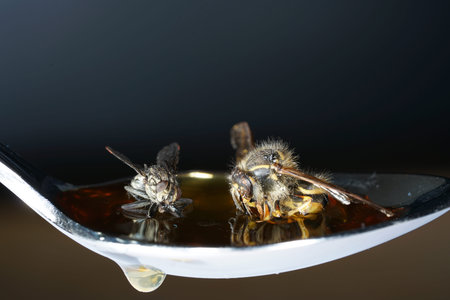 Housefly in Germany shot with macro lens in professional qualityの写真素材