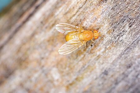 European housefly in Germany shot with macro lens in professional qualityの写真素材