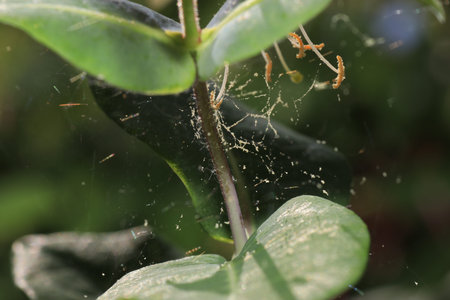 Spiders in the garden in Germany with net and taken as macro in best quality