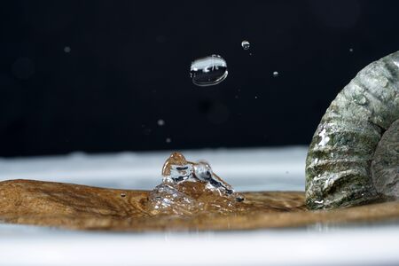 The ammonites are an extinct subgroup of cephalopods.の写真素材