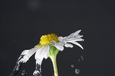 The daisy is a perennial, herbaceous plant that reaches stature heights of usually 4 to 15 centimeters.の写真素材