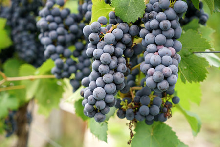 Wine from the Danube region is managed by specialists in viticulture and is today a sought-after...