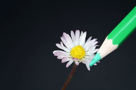 Lifelike flowers as a template for drawing with colored pencilsの写真素材