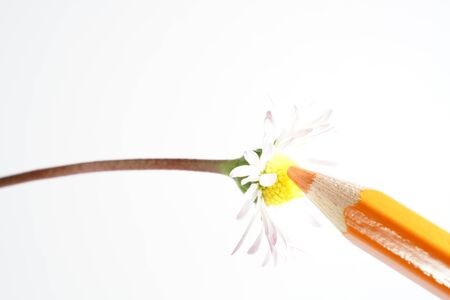 Lifelike flowers as a template for drawing with colored pencilsの写真素材