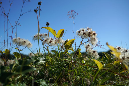 A roof greening is more than ecological, the plants on the roof clean the air, as they filter out...