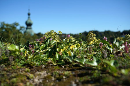 A roof greening is more than ecological, the plants on the roof clean the air, as they filter out...