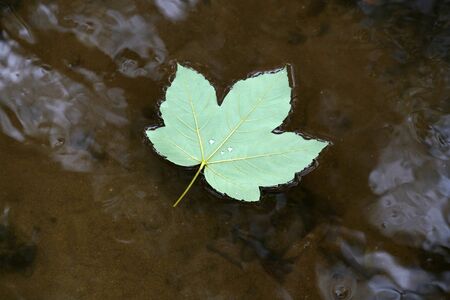 A leaf that fell from the tree in autumn drifts in the calm waterの写真素材