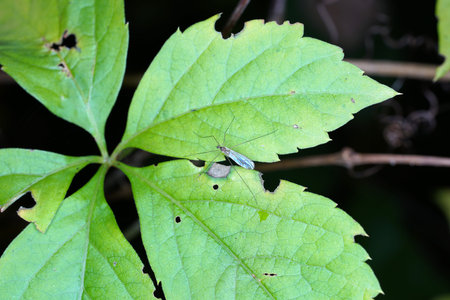 A leaf that fell from the tree in autumn drifts in the calm waterの写真素材