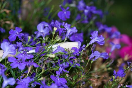 Genetic engineering for the creation of rare plants by artificial inseminationの写真素材