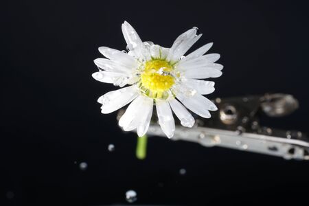 Daisy with pencil for painting and drawing perfectの写真素材