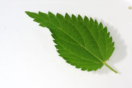 The stinging nettle occurs almost everywhere in Germany and is an important plant for caterpillars and butterfliesの写真素材