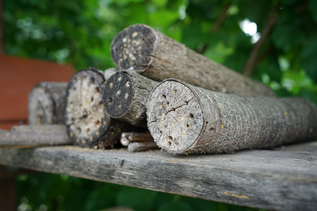 An insect hotel can be easily made from a variety of materials and is very good at watching the...