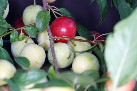 The Mirabelle, also called Yellow Plum, is a subspecies of the plum.の写真素材