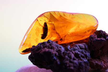 Amber with trapped insects photographed in studio with close up lens