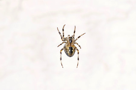 Spiders in the garden in Germany with net and taken as macro in best quality