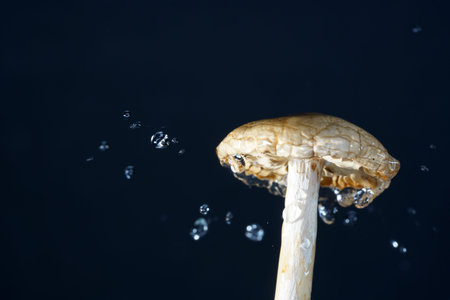 Drops photographed with higspeed flashes and dropper in the studio