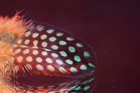 Graphic elements photographed in the studio with flash lightの写真素材