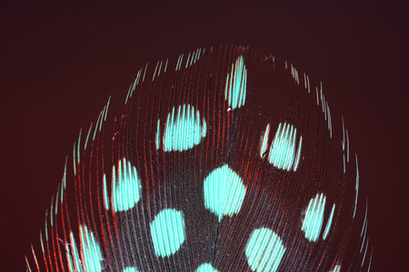 Graphic elements photographed in the studio with flash light