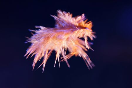 Colorful bird feather photographed by an unknown bird in the studio with flash lightの写真素材