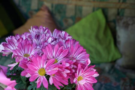 Geraniums and petunias are easy-care plants and are particularly suitable as potted plants to beautify the houseの写真素材