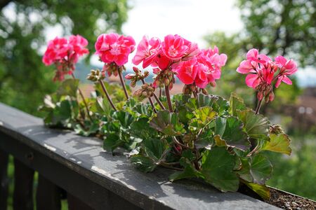 Geraniums and petunias are easy-care plants and are particularly suitable as potted plants to beautify the houseの写真素材