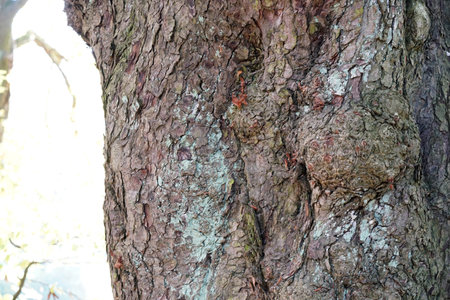 Very old hollowed out tree that still hasn't died photographed in spring