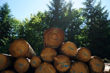 Freshly felled trees stored in the forest to dry await further processing