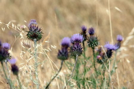 A thistle blossoms along the way in the middle of the forest in Bavaria