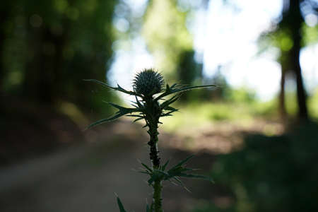 A thistle blossoms along the way in the middle of the forest in Bavariaの写真素材