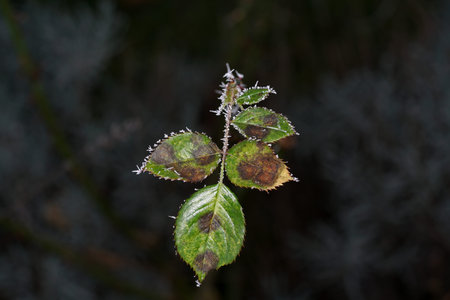 In winter, the plants in Bavaria are decorated with ice crystalsの写真素材