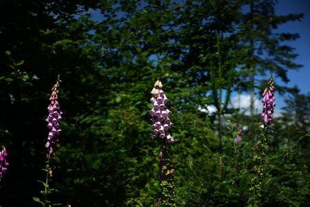 Bluebell on the roadside in the middle of the forest in Bavaria in summerの写真素材