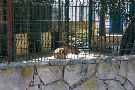 Dogs in kennel photographed in Portugal on a hot summer day with lots of sunの写真素材