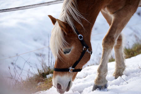 Horses in winter in the paddock when the snow cover is closed foraging in Bavariaの写真素材