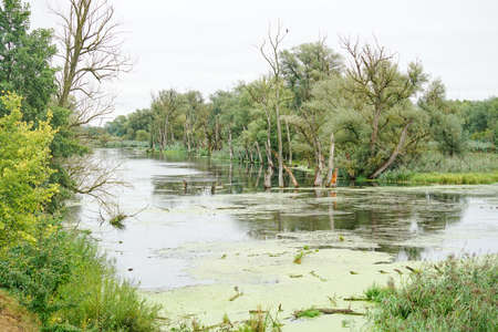 The Danube river and its old waters are photographed in Bavaria near Regensburgの写真素材