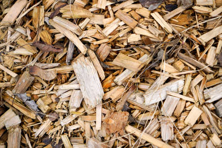 Natural wood with a fine structure, photographed outdoors in daylightの写真素材