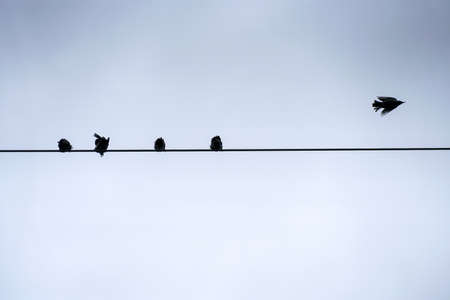 Landscape pictures with clouds and birds outdoors in Germany photographed and edited in daylightの写真素材