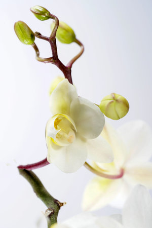 Orchid blooming with white pastel colored flowers photographed in the studioの写真素材