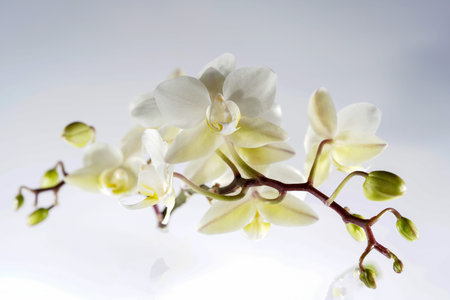 Orchid blooming with white pastel colored flowers photographed in the studioの写真素材
