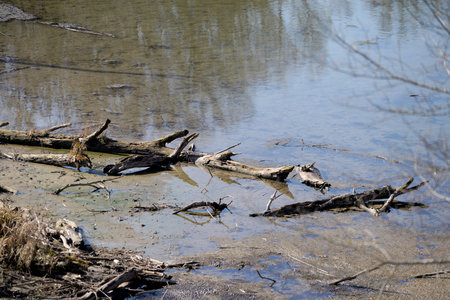 Wood that decomposes due to moisture and is attacked by fungi