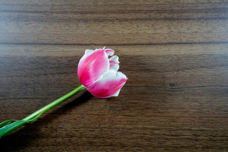 Flowers on colorful background, flat lay, copy space, top view, composition, spring flowers...
