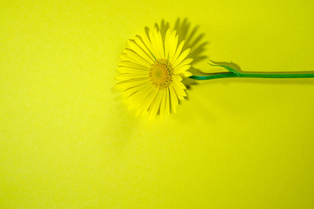 Flowers on colorful background, flat lay, copy space, top view, composition, spring flowers...