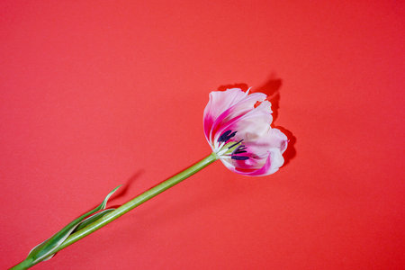 Flowers on colorful background, flat lay, copy space, top view, composition, spring flowers...