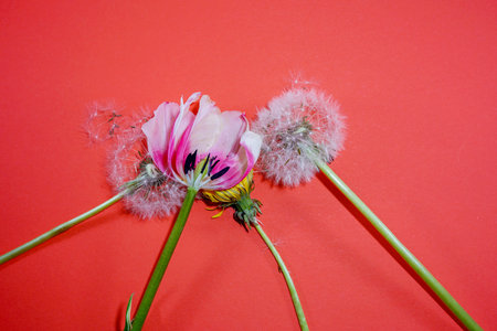 Flowers on colorful background, flat lay, copy space, top view, composition, spring flowers...