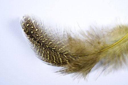 Bird feather photographed in detail with light plain background