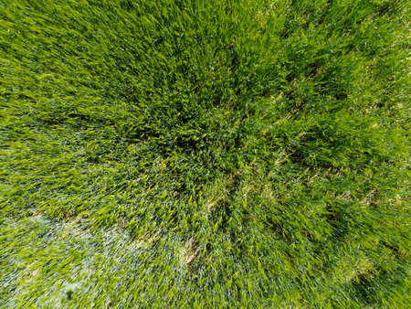 Aerial view of an agricultural field with grain planted in spring in Bavariaの写真素材