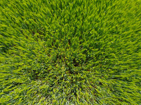 Aerial view of an agricultural field with grain planted in spring in Bavariaの写真素材