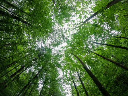 Super wide angle shots with action cam of forest and meadow in spring in daylight