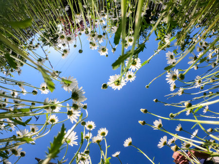 Super wide angle shots with action cam of forest and meadow in spring in daylightの写真素材
